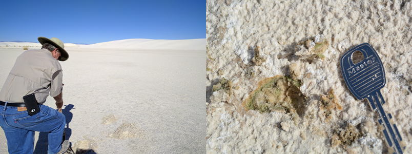 Field work in the White Sands area