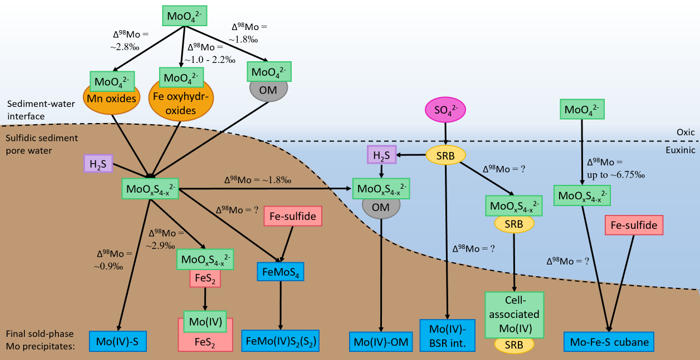 Proposed mechanisms of Mo removal along with associated isotopic fractionations in a continental margin setting with euxinic bottom waters and sediment pore water.